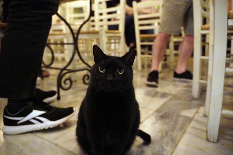 A black cat with large, attentive eyes sits on a tiled floor at a restaurant in Athens. There are tables and chairs in the background, along with people’s legs and feet wearing casual shoes.