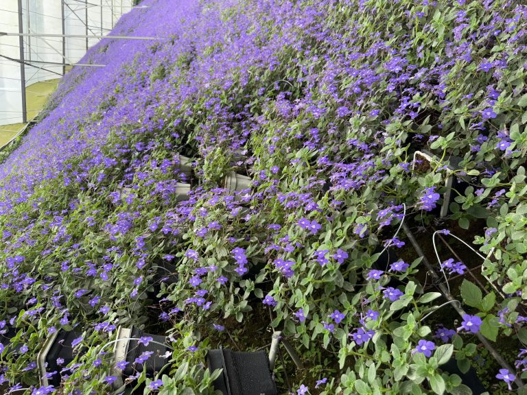 A blanket of small purple flowers covers a sloped garden bed, creating a waterfall effect with their delicate blooms and bright green leaves.