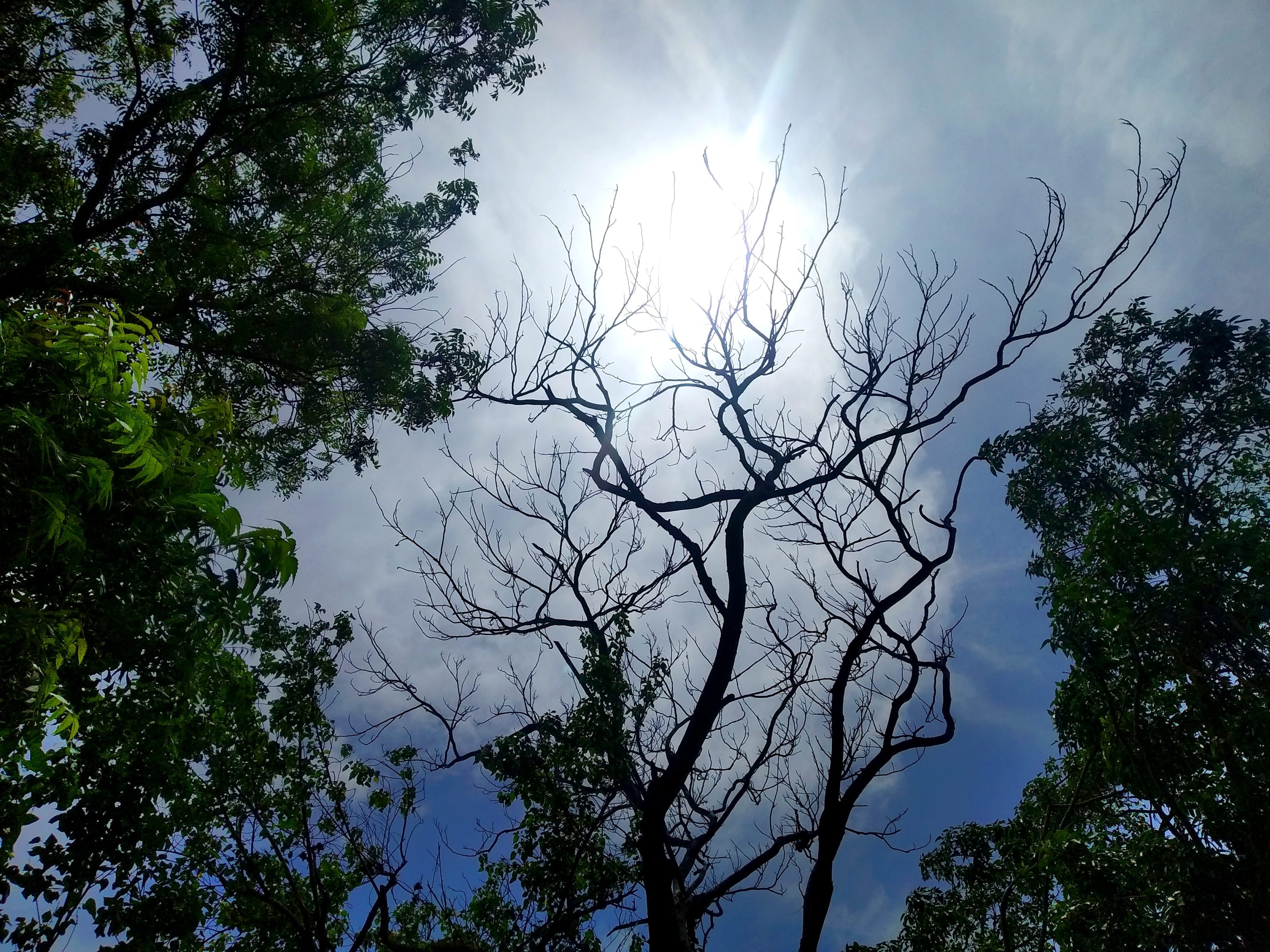 Tree branches in leaf, one tree bereft of leaves in silhouette against the sky