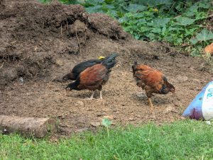 Three chickens pecking at the ground in a garden area with soil and green plants surrounding them. 