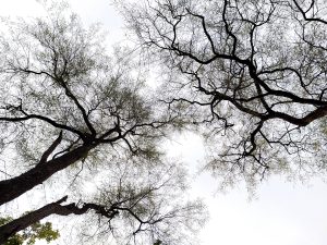 tree branches and sky