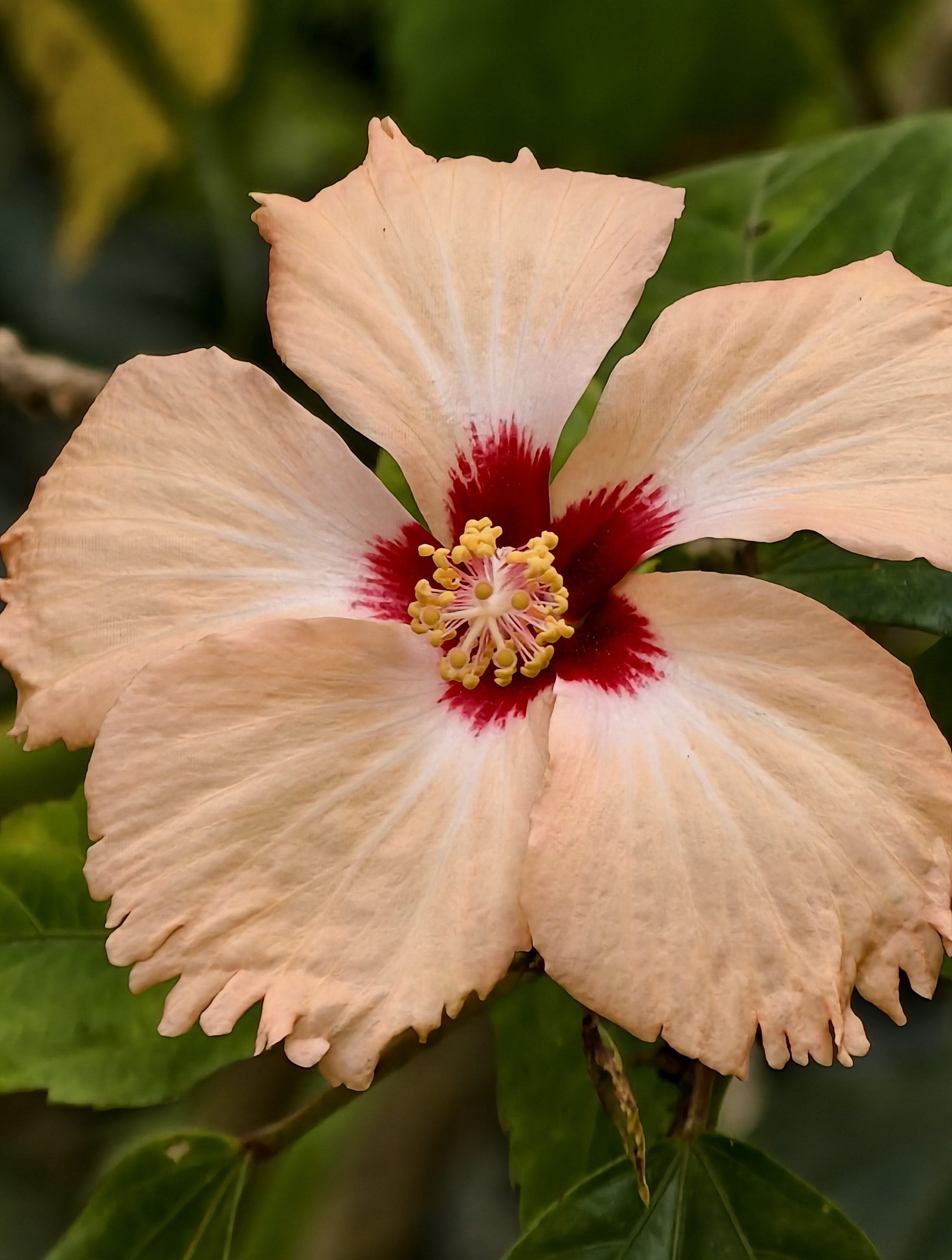 Hibiscus - With An Red Spot In Mid of The Flower