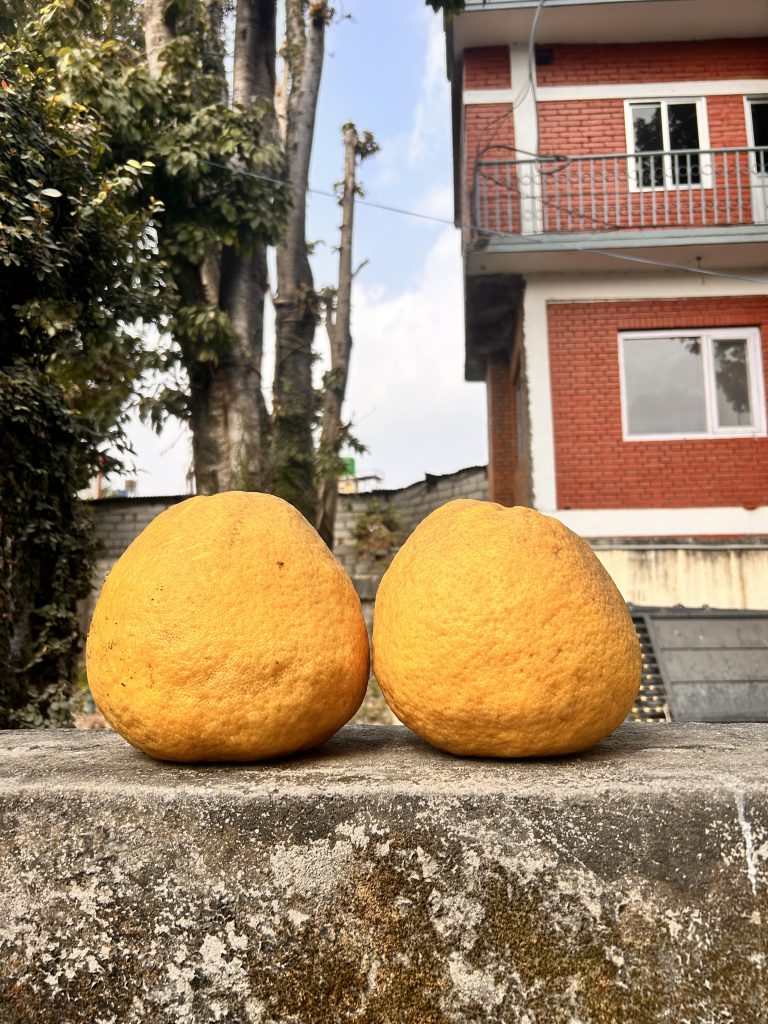 Two large, round yellow grapefruits resting on a weathered stone surface with a leafy tree and a red brick building in the background.