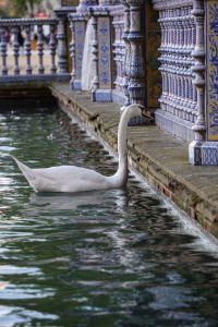 A swan swimming in a decorative pond alongside a wall adorned with intricate blue and white tile patterns. Plaza de Espa?a, Sevilla, Spain.