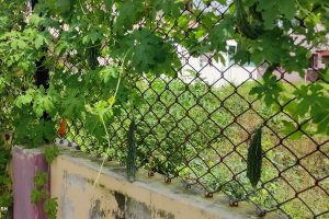 A lush green bitter gourd plant climbing a chain-link fence, with visible fruits hanging from the vines. The background shows an open garden and a house partially visible through the fence. Bright sunlight highlights the natural greenery and the plant’s vibrant leaves.
