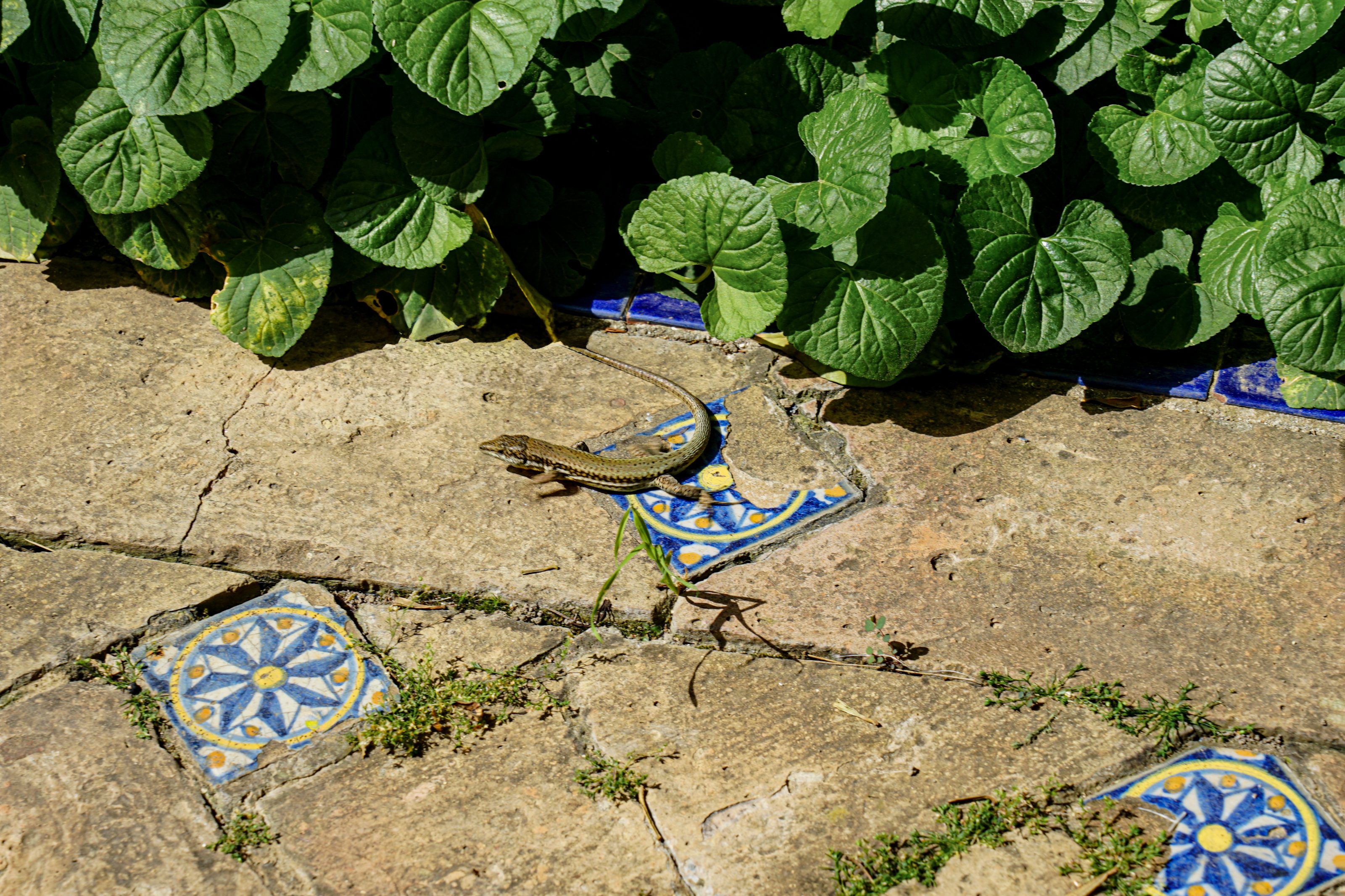 A small brown lizard is on a stone path with decorative blue and yellow tiles. Green leafy plants edge the path, casting shadows on the stones.