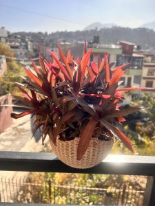 A plant with long, slender red leaves in a woven basket hanging on a balcony railing, with a cityscape and mountains in the background under a clear sky.