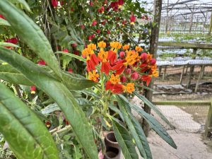 A vibrant cluster of red and orange tropical flowers blooms in a greenhouse, with long green leaves and deep red roses visible in the background behind metal support structures.