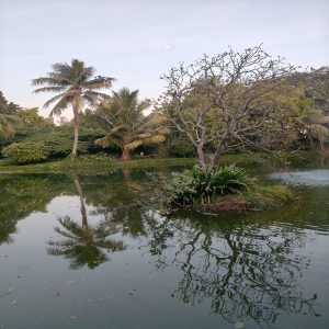 A small island with a bare tree stands in a calm pond, its reflection mirrored perfectly on the water's surface.