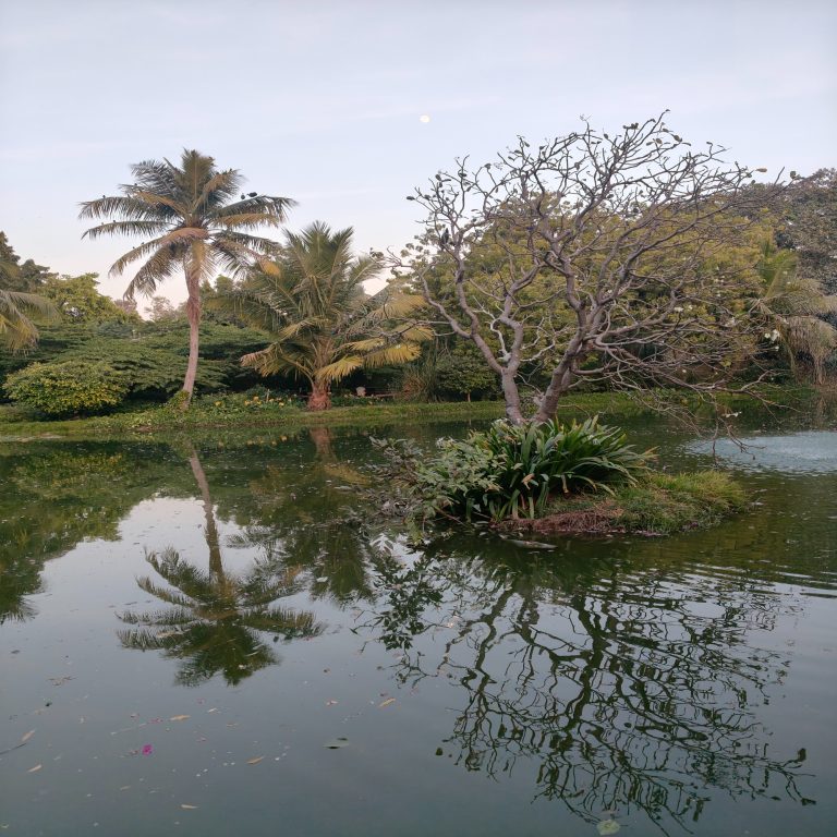 A small island with a bare tree stands in a calm pond, its reflection mirrored perfectly on the water’s surface.