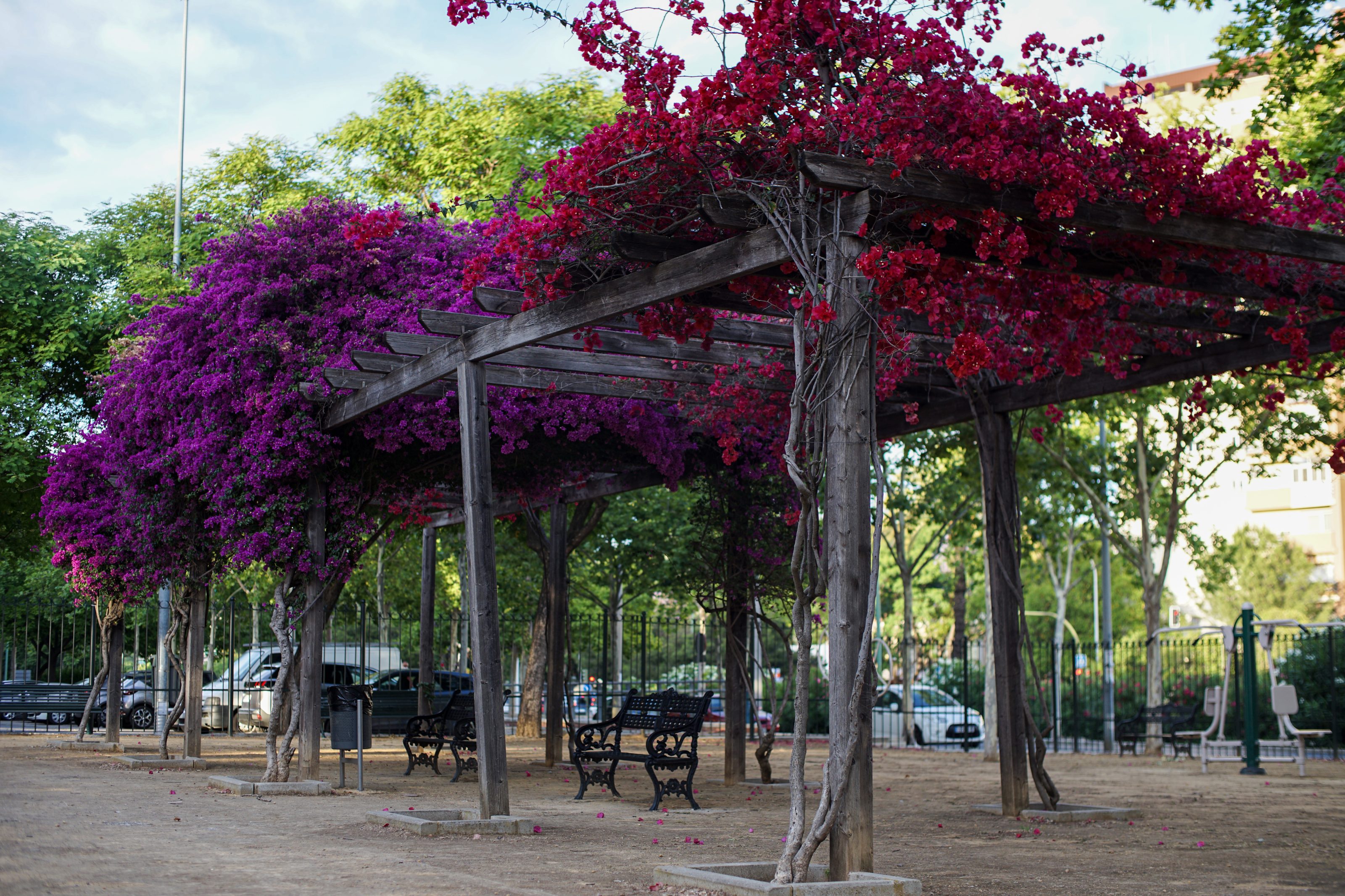 Wooden pergola covered with vibrant purple and red bougainvillea flowers in a park setting. Benches are placed underneath, with trees and greenery visible in the background.