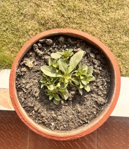 A top view of a small potted plant with green leaves growing in a round terracotta pot filled with soil.