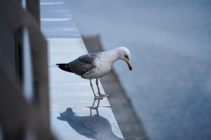 A seagull stands on the edge of a shiny surface, peering down with its reflection visible beneath it. The background is a blurred view of water.