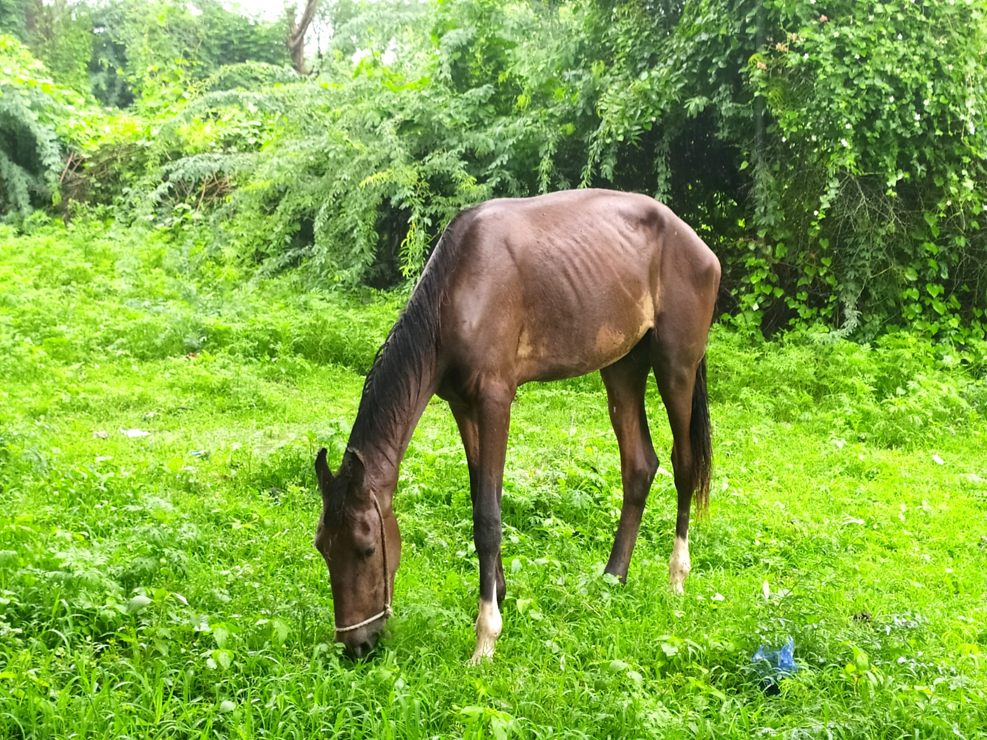 A brown horse with visible ribs grazes on green grass in a lush, overgrown field surrounded by dense foliage.