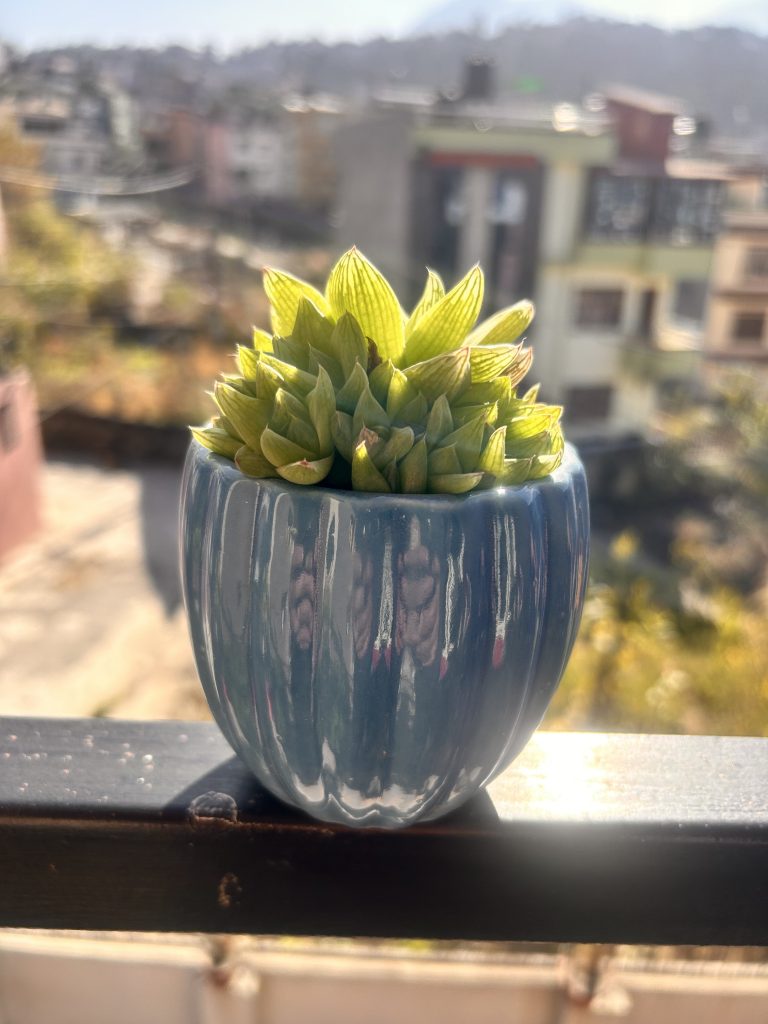 A small green succulent plant in a glossy blue pot is placed on a railing. In the background, there is a blurred view of buildings and trees under a clear sky.