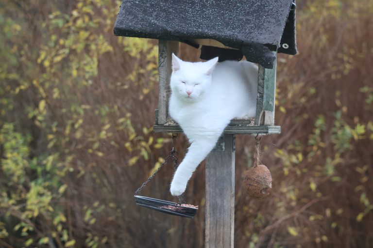 White cat asleep in a birdhouse.