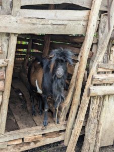 A goat with a long beard and dark fur stands inside a rustic wooden pen, looking through the open doorway. The pen is made of rough, uneven planks and beams.