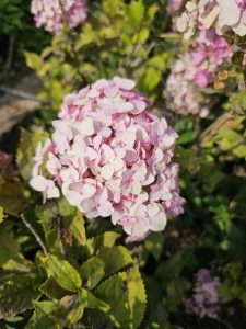 A close-up of a pink hydrangea flower cluster in full bloom, surrounded by green foliage with some leaves showing brown edges.
