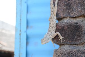 A lizard clinging to the side of a brick wall with a blue metal structure in the background.
