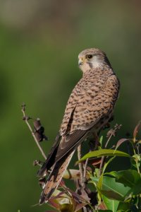 A common kestrel perched on a tree branch against a soft green background.