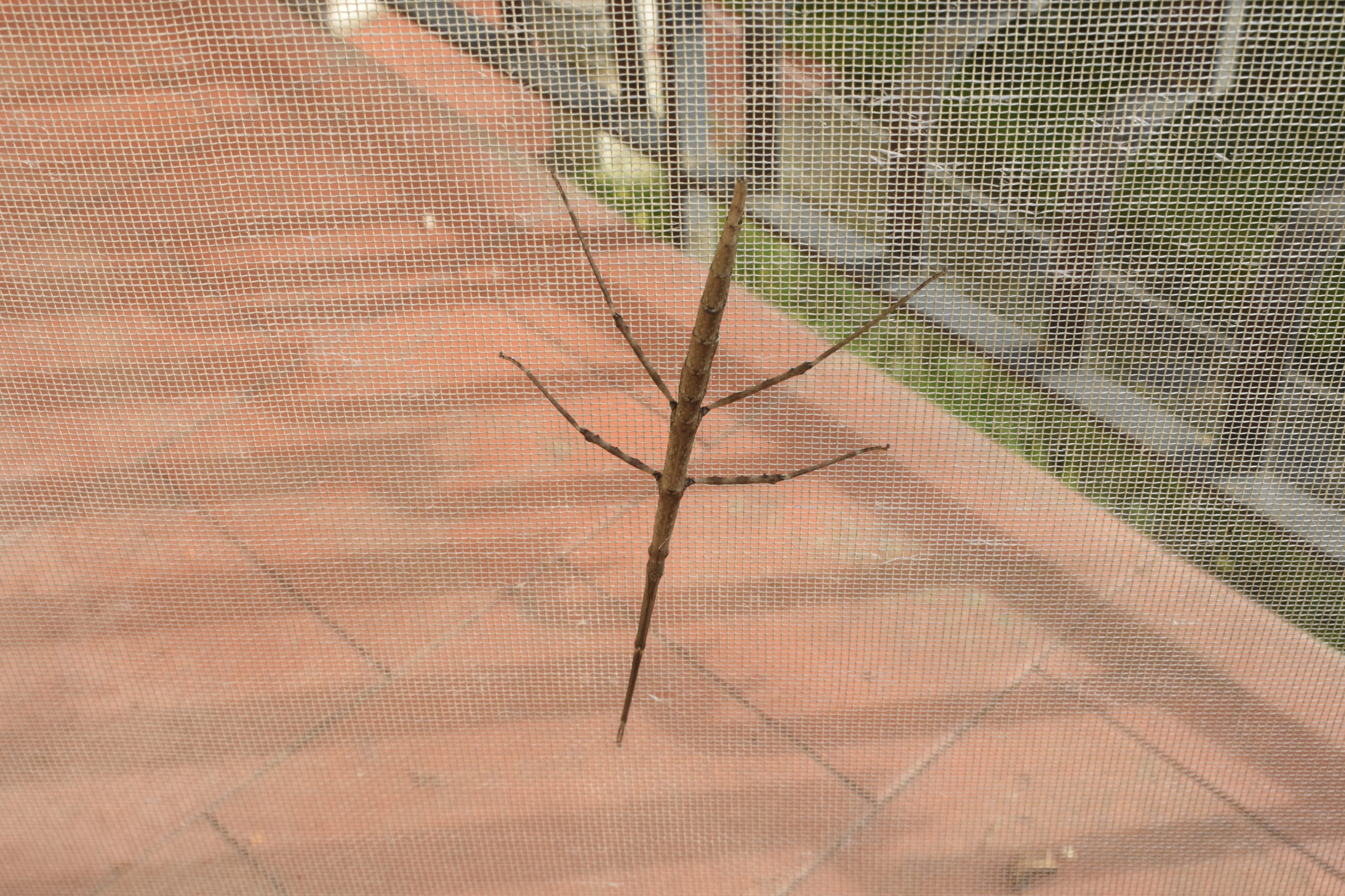 A stick insect (Carausius morosus) clinging to a mesh screen with a tiled ground visible in the background.