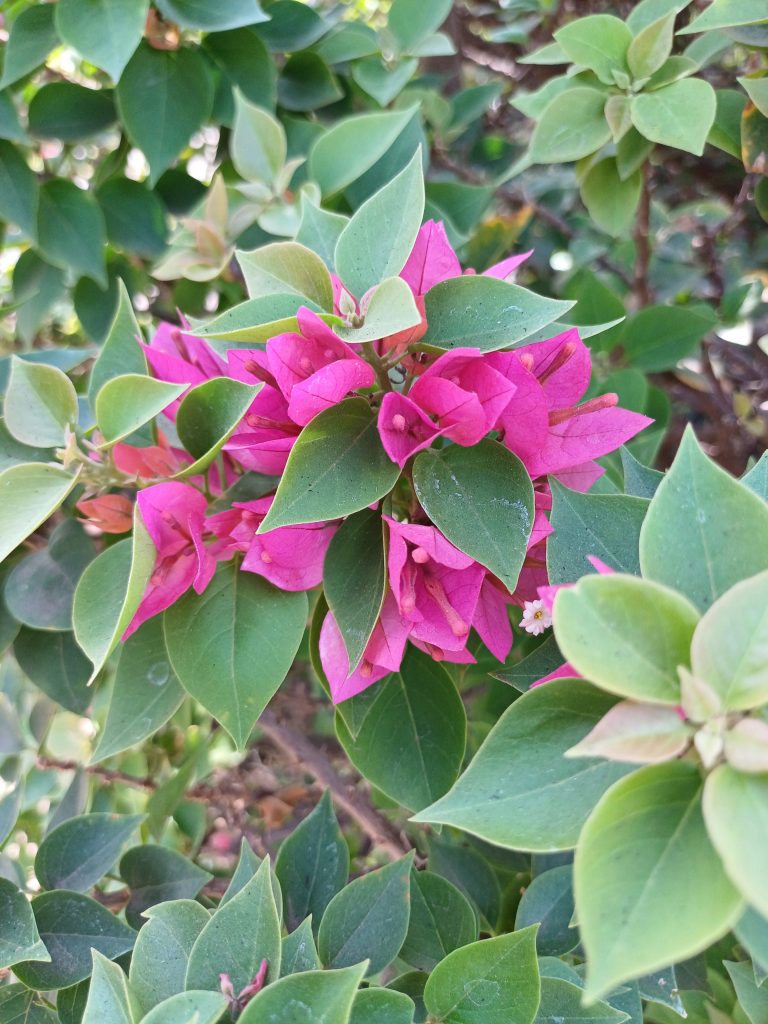 A close-up image of vibrant pink magenta bougainvillea flowers surrounded by lush green leaves. The flowers are clustered together, creating a striking contrast against the deep green foliage.