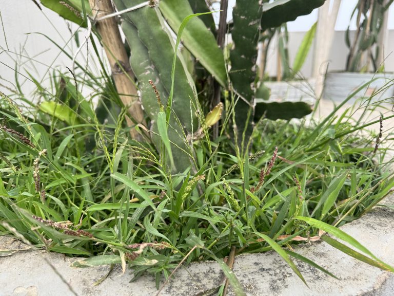 Thick grass growing at the base of a dragon fruit cactus, with long green blades and small brown seed heads scattered throughout the patch.