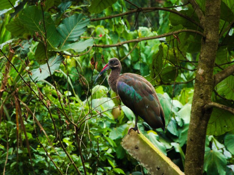 A beautiful Hadeda Ibis perched on a tree branch against a bright blue sky.