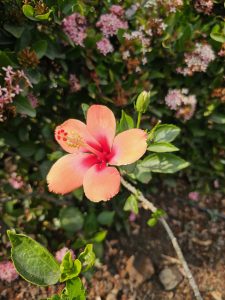 A vibrant orange and pink hibiscus flower in full bloom, surrounded by green foliage and additional small pink flowers in the background.