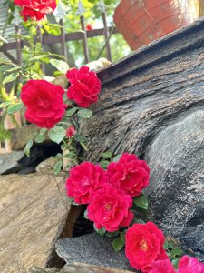 Vibrant red roses blooming along a rocky ledge, with lush green leaves. A potted plant and a metal fence can be seen in the background, along with natural sunlight illuminating the scene.