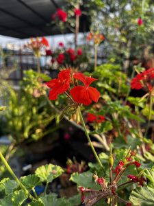 Vibrant red geranium flowers in focus with green leaves, set against a blurred garden background and a structure providing partial shade.