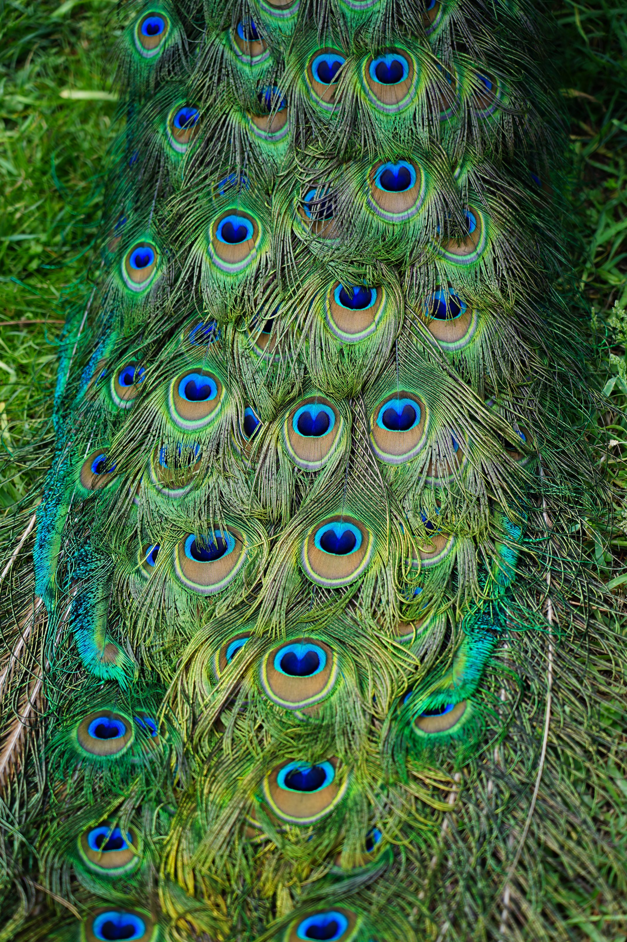 Close-up view of vibrant peacock feathers with colorful eye-like patterns on a backdrop of green grass.