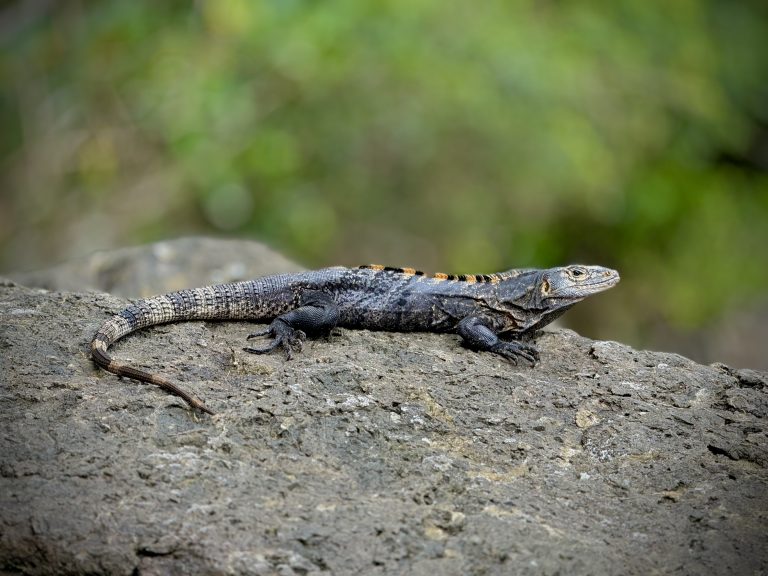 Iguana sunbathing on a rock with a background of green vegetation