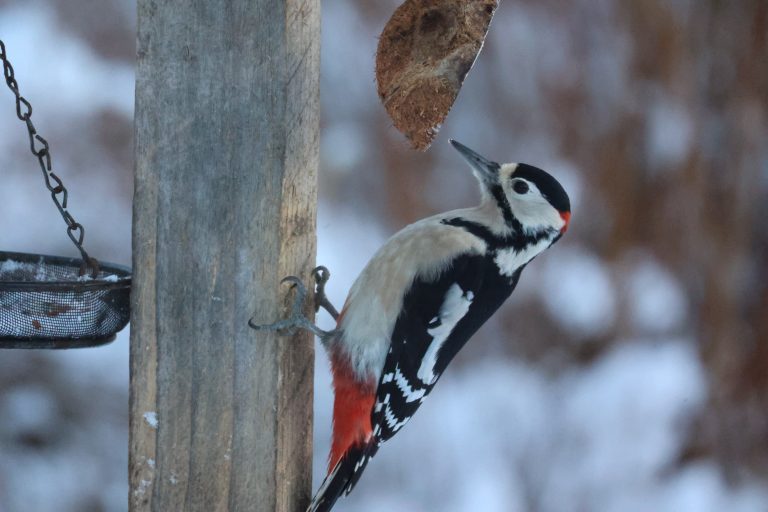 Greater Spotted Woodpecker feeding from a coconut shell on a snowy day