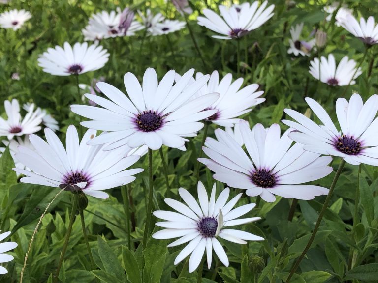 A cluster of white daisies with purple centers blooming amidst green foliage.