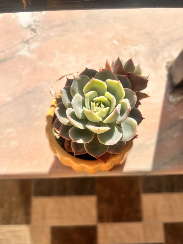 A small potted succulent plant with thick, rosette-shaped leaves sitting on a sunlit surface. The pot is an amber color, and the background features a tiled pattern.