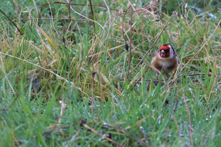 Goldfinch bird feeding in dewy grass.