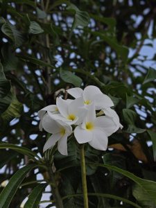 

A cluster of white Plumeria pudica flowers with yellow centers surrounded by lush green leaves.