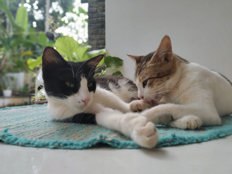 Two cats laying down on a blue mat.