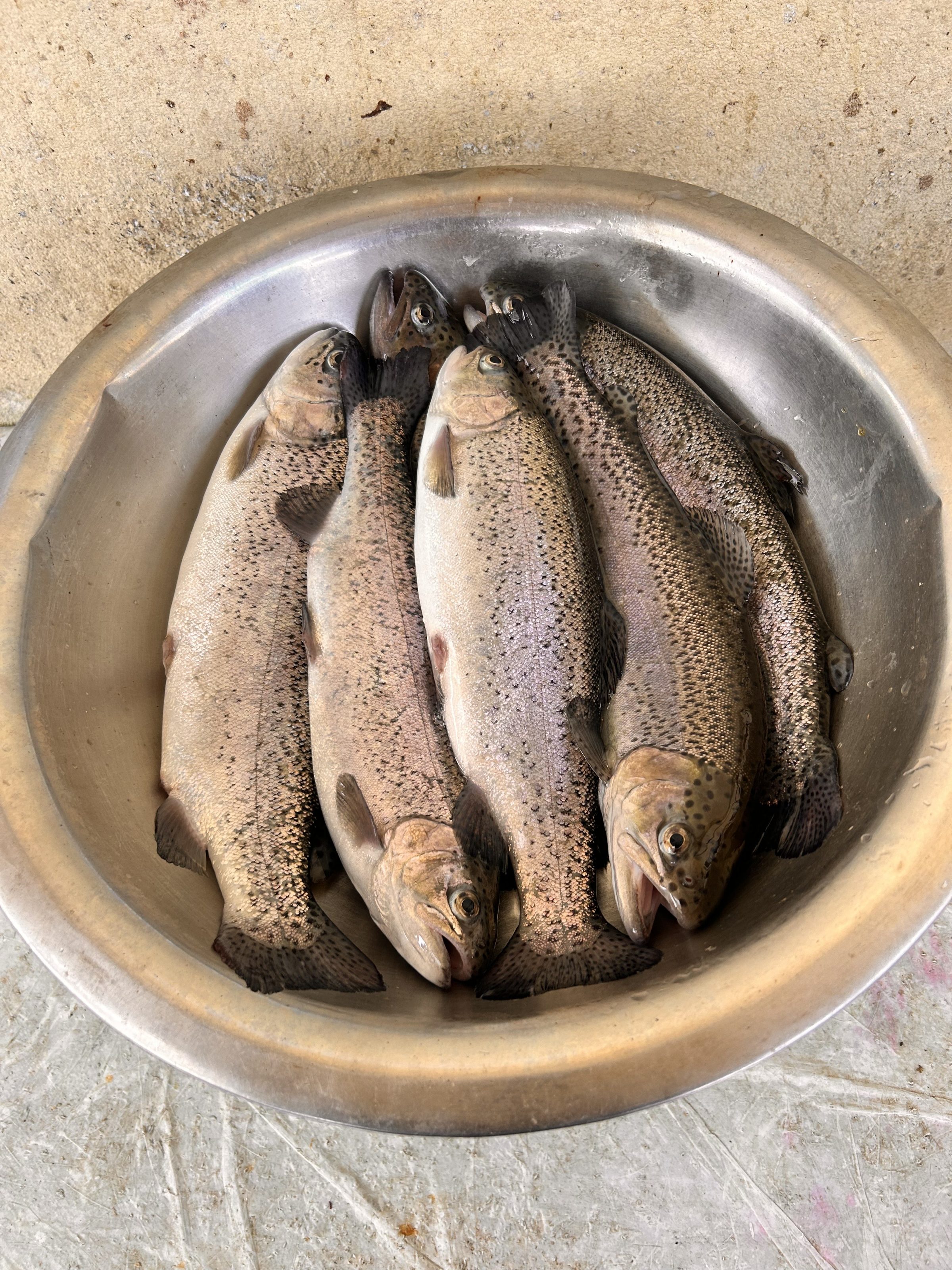 A metal bowl containing several freshly caught fish with speckled patterns, laid on a concrete surface.