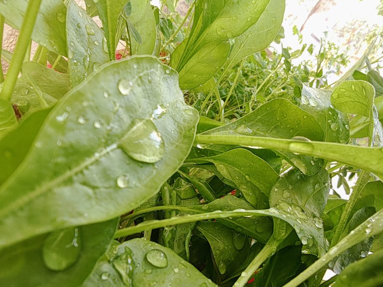 Close up of Spinach plant