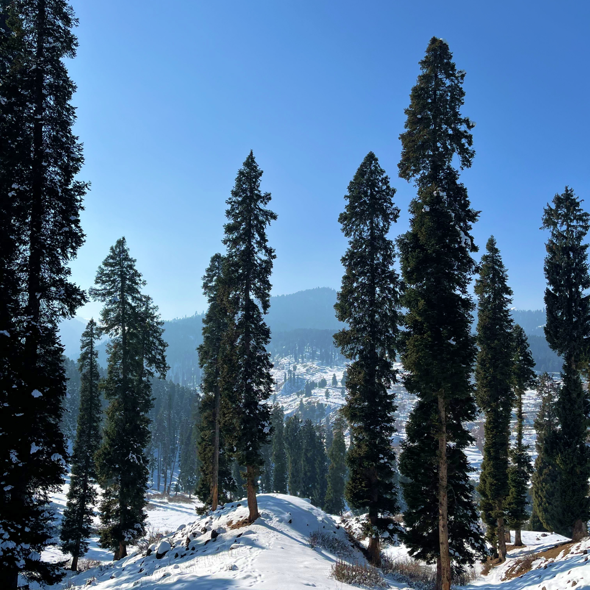 Tall pine trees standing over a snow-covered hillside with mountains in the background under a clear blue sky.