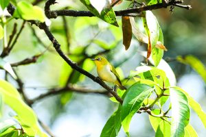 

A small Tiny Jewel yellow and white bird with a distinctive white eye-ring perched on a thin branch surrounded by lush green leaves. The background is softly blurred, emphasizing the bird and foliage.