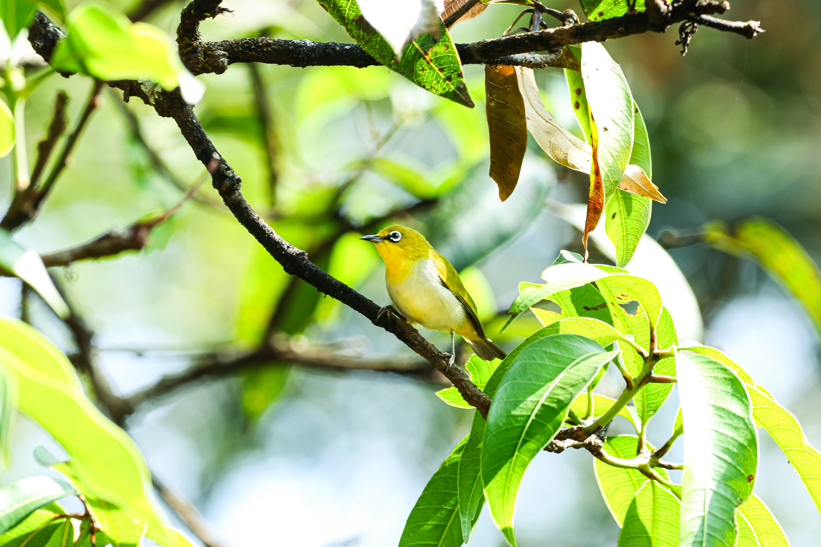 

A small Tiny Jewel yellow and white bird with a distinctive white eye-ring perched on a thin branch surrounded by lush green leaves. The background is softly blurred, emphasizing the bird and foliage.