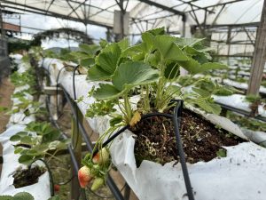 A large greenhouse shows multiple rows of hydroponic strawberry plants growing in white plastic bags, with deep pink roses blooming alongside and metal support structures visible under the transparent roof.
