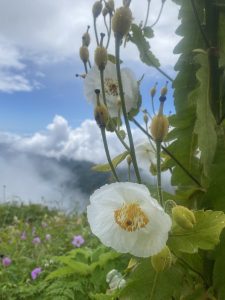 Close-up of white Himalayan poppies with yellow centers against a misty mountain background. The flowers are surrounded by green foliage and budding stems, set against a cloudy blue sky.