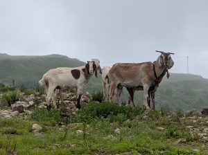 A group of goats standing on a rocky hilltop surrounded by green vegetation, with a foggy sky and distant hills in the background.