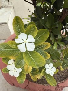 A three Madagascar Periwinkle flowers with the yellow centers surrounded by green leaves.