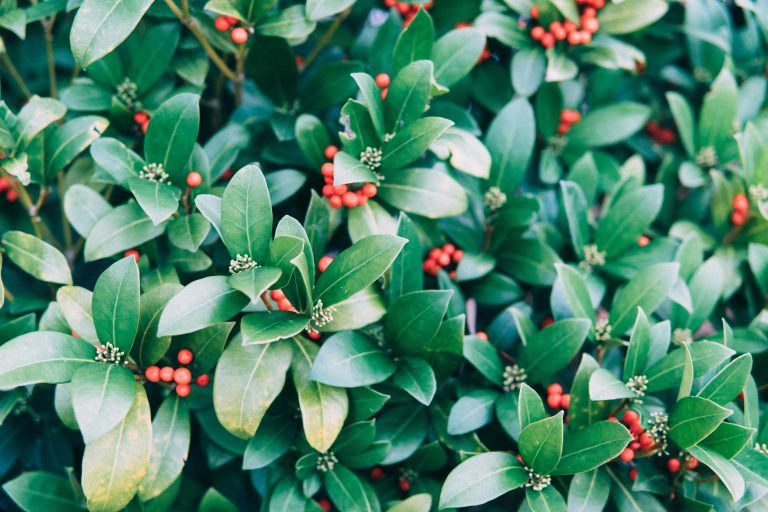 Bush with leaves and berries