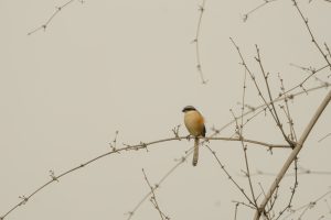 Long tailed shrike on a bamboo perch.
